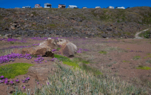 Trees make us feel comfortable and secure