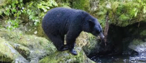 Wildlife on Victoria Island