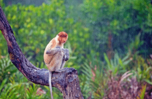 A proboscis monkey in Labuk Bay.
