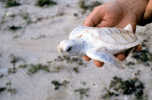 An albino baby green sea turtle on Selingan Island.