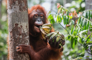 An orangutan at Tanjung Puting National Park in Borneo.
